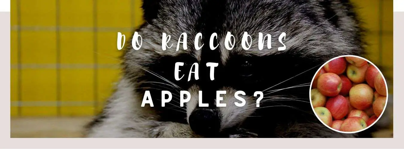 do raccoons eat apples