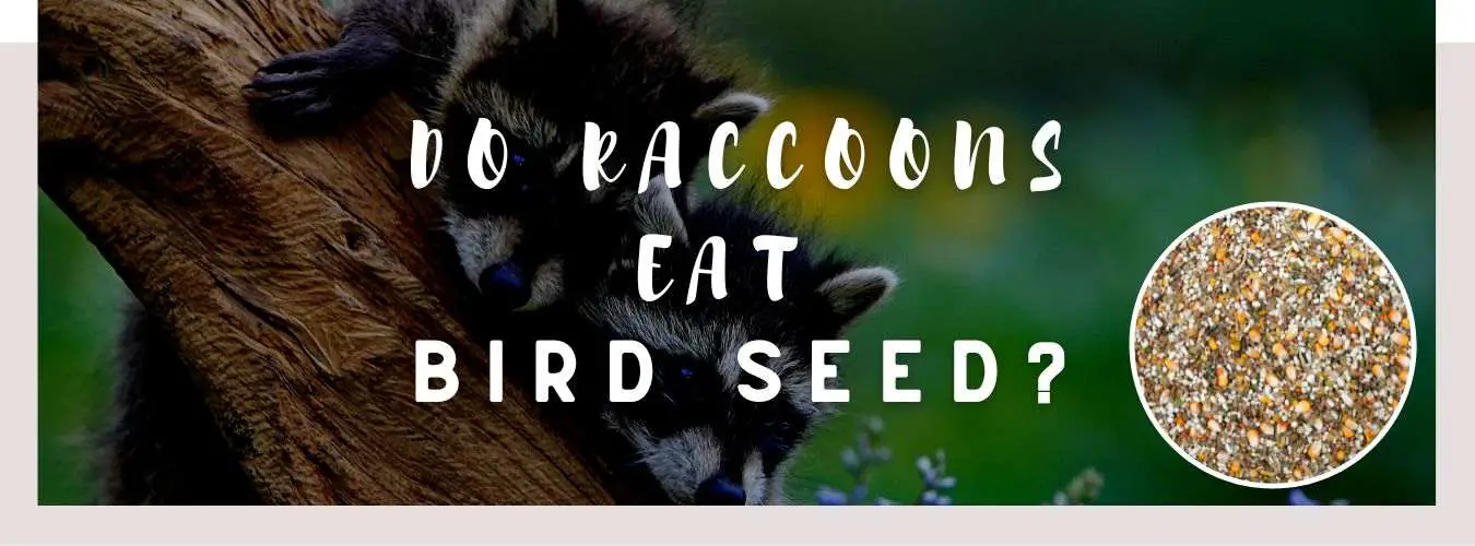 do raccoons eat bird seed