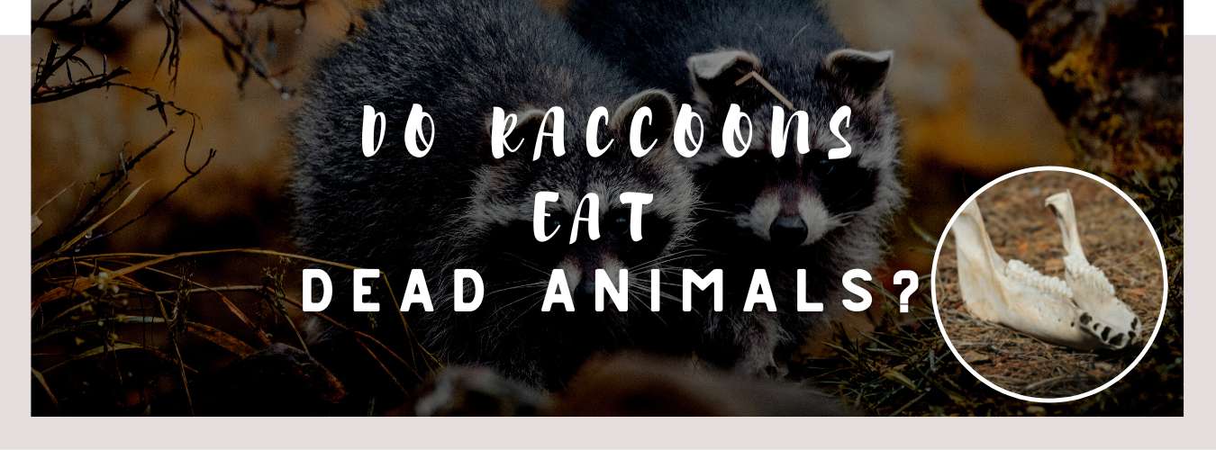 do raccoons eat dead animals