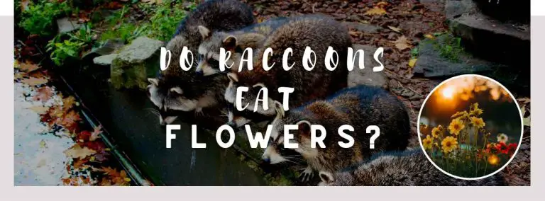 do raccoons eat flowers