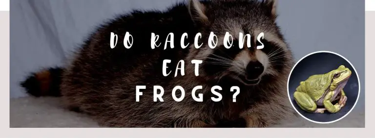 do raccoons eat frogs