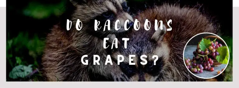 do raccoons eat grapes