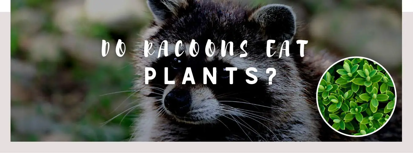 do raccoons eat plants