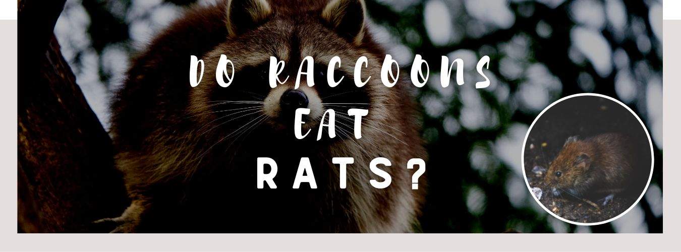 do raccoons eat rats
