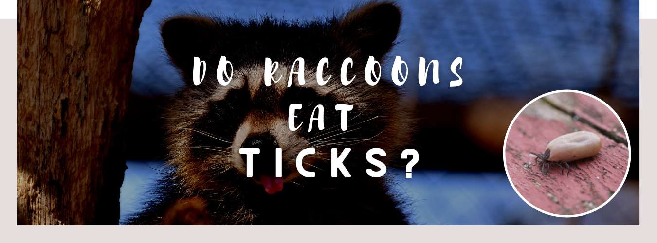 do raccoons eat ticks