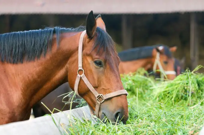 ᐅ What Do Horses Eat? | Healthy Consumption