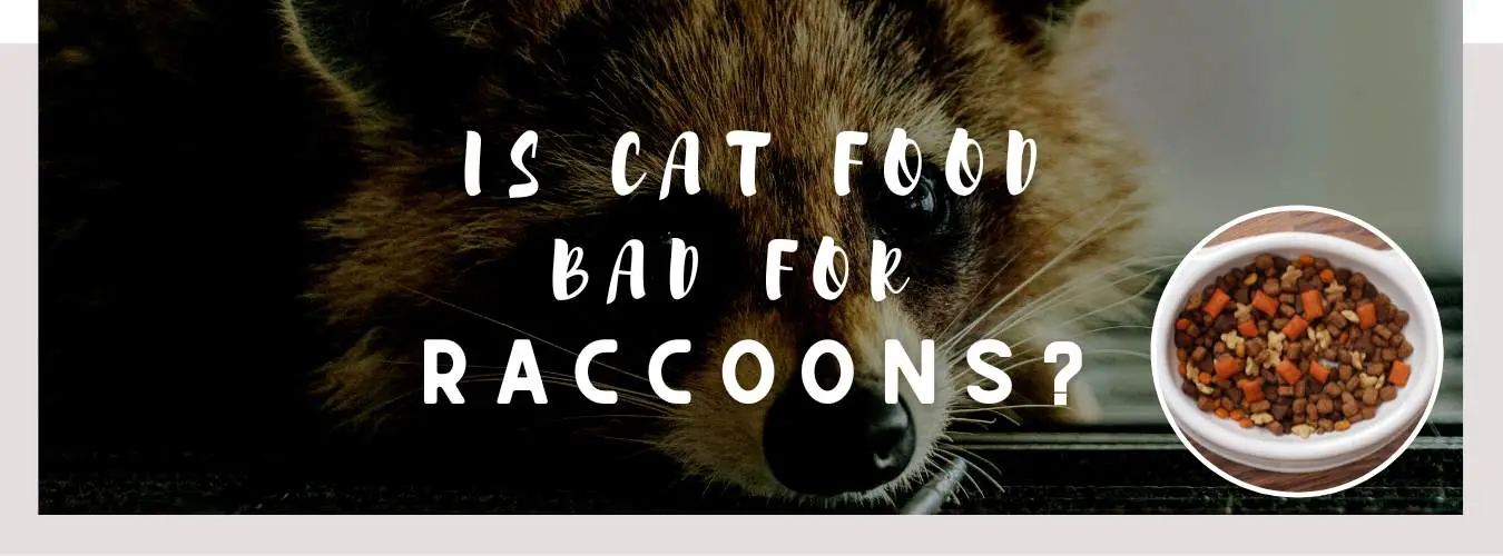 is cat food bad for raccoons