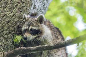 ᐅ Do Raccoons Eat Bird Seed? | Toxic or Healthy