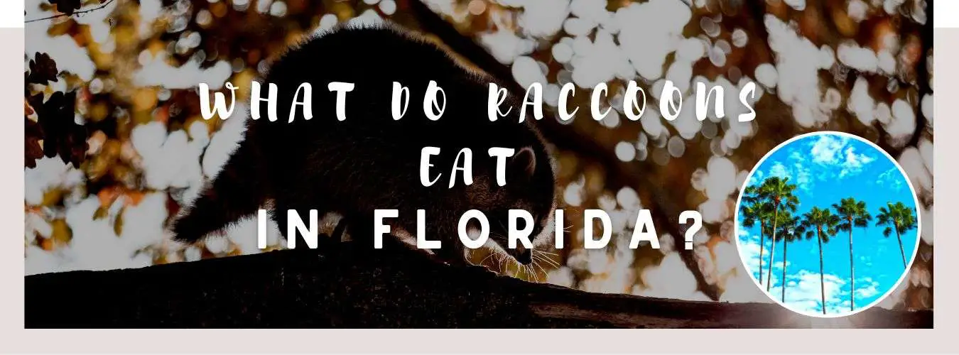 what do raccoons eat in florida