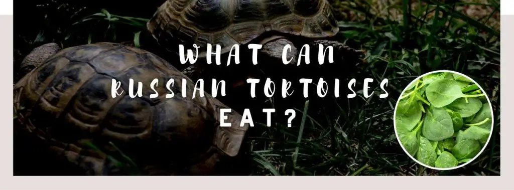 ᐅ What Can Russian Tortoises Eat? | Toxic or Healthy