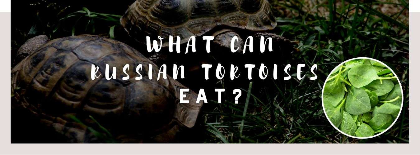 What Can Russian Tortoises Eat