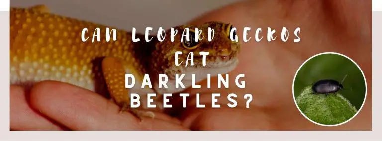 can leopard geckos eat darkling beetles