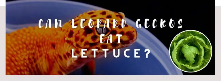 can leopard geckos eat lettuce