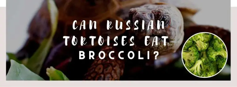 can russian tortoises eat broccoli