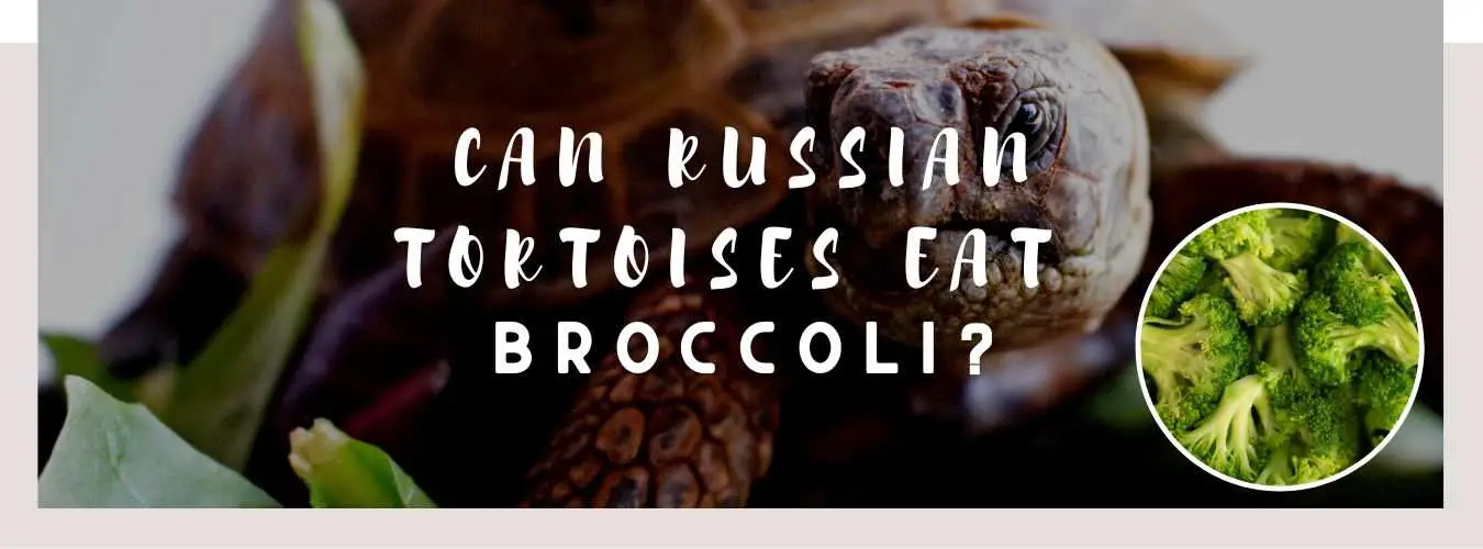 ᐅ Can Russian Tortoises Eat Broccoli? 