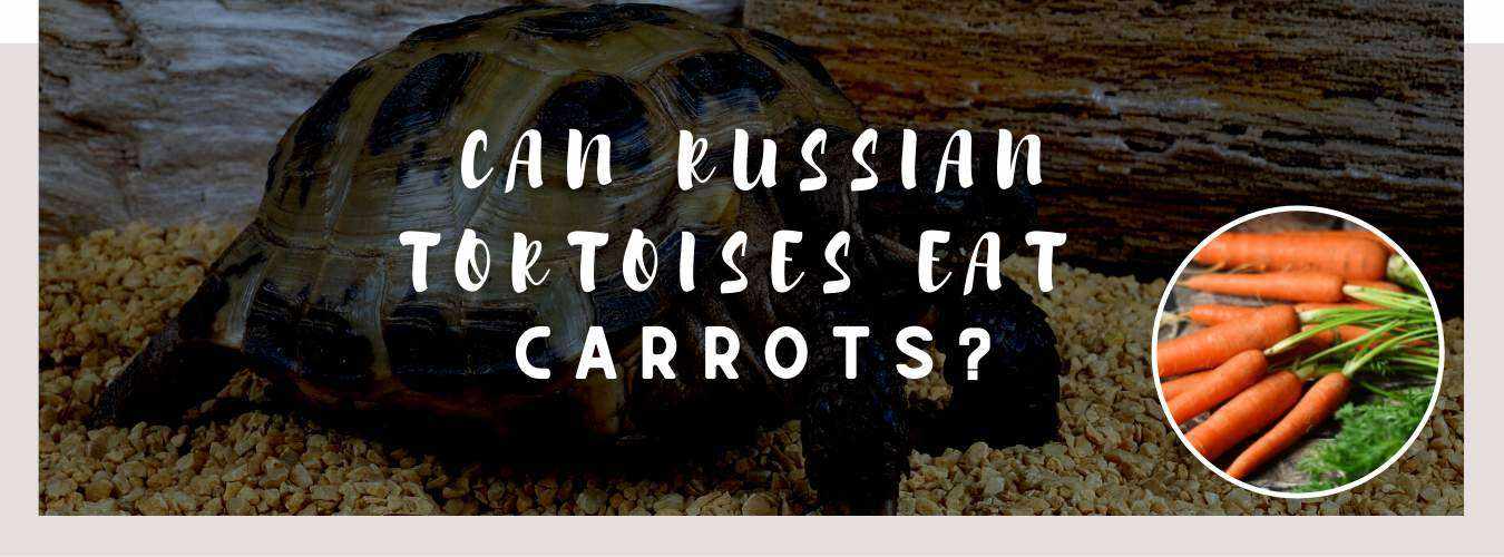 can russian tortoises eat carrots