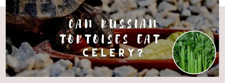 can russian tortoises eat celery