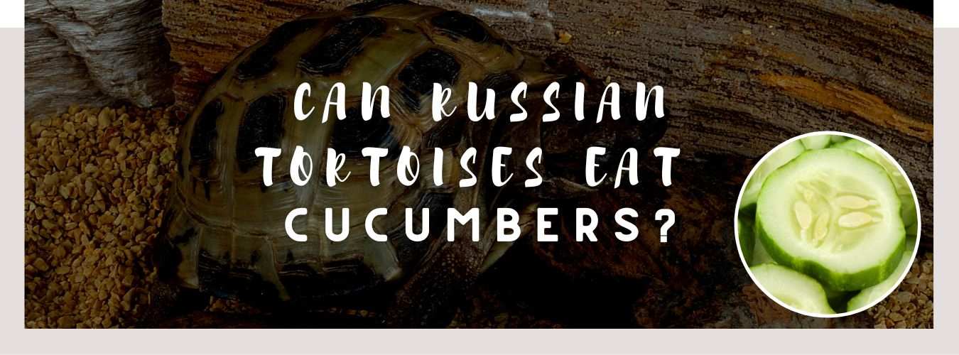 can russian tortoises eat cucumbers