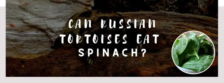 can russian tortoises eat spinach