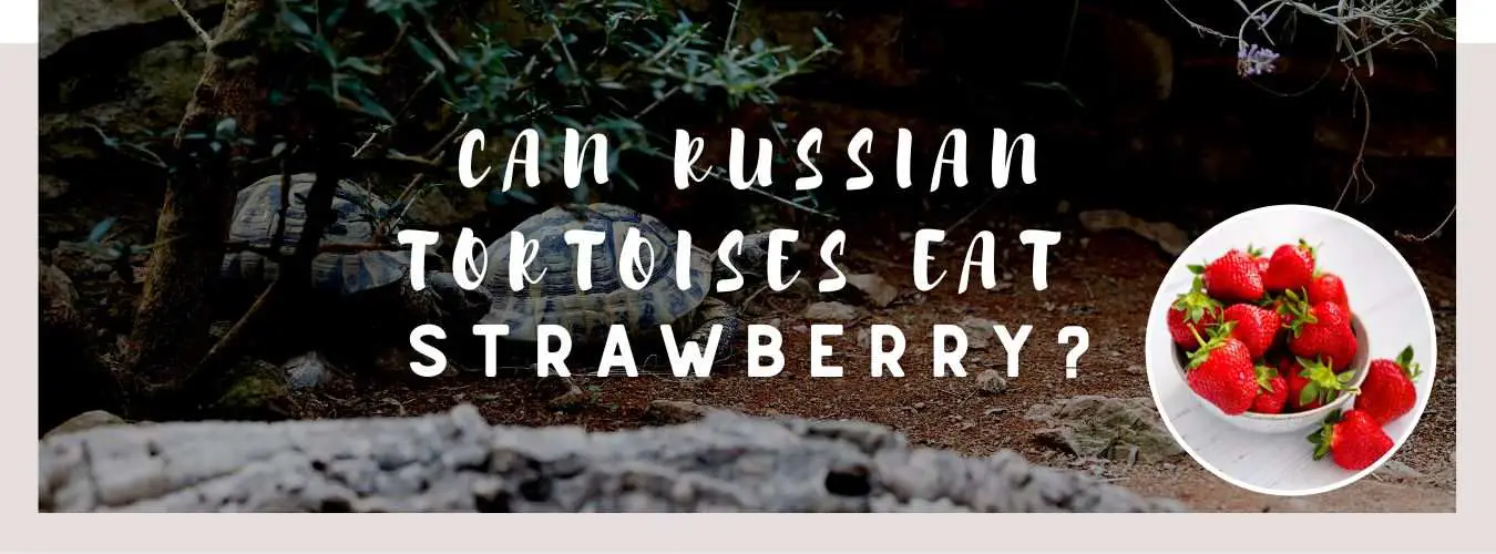 can russian tortoises eat strawberry