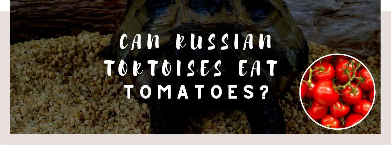 can russian tortoises eat tomatoes
