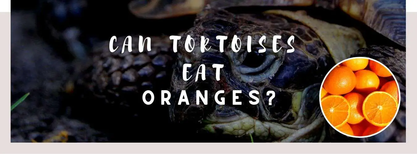 can tortoises eat oranges