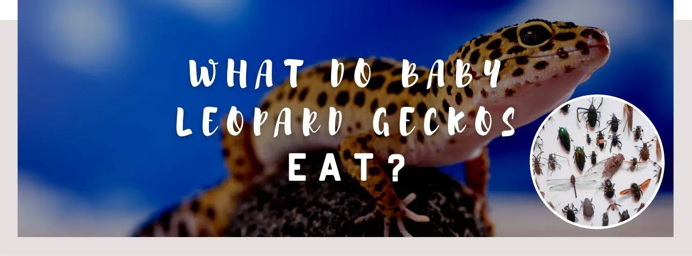 what do baby leopard geckos eat