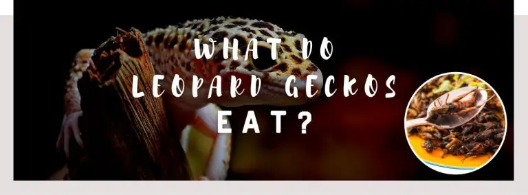 what do leopard geckos eat