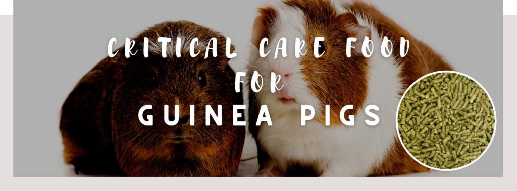 ᐅ Critical Care Food For Guinea Pigs What You Need Photo Inspiration