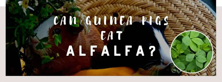 can guinea pigs eat alfalfa