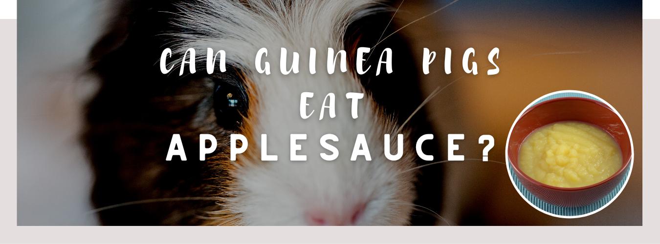 can guinea pigs eat applesauce