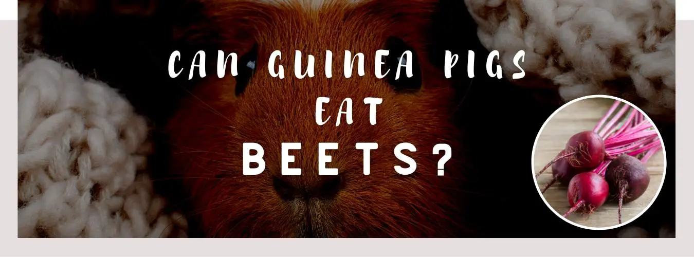 can guinea pigs eat beets
