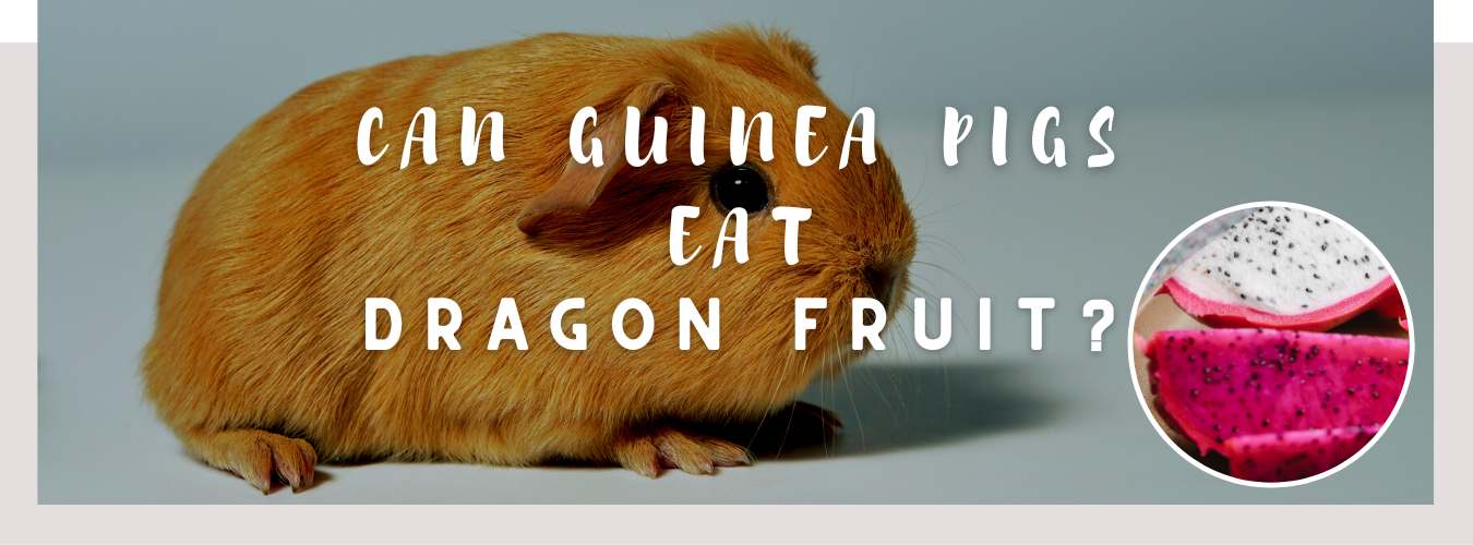 can guinea pigs eat dragon fruit