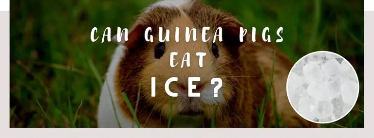 can guinea pigs eat ice