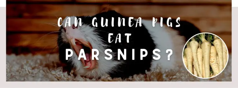 can guinea pigs eat parsnips