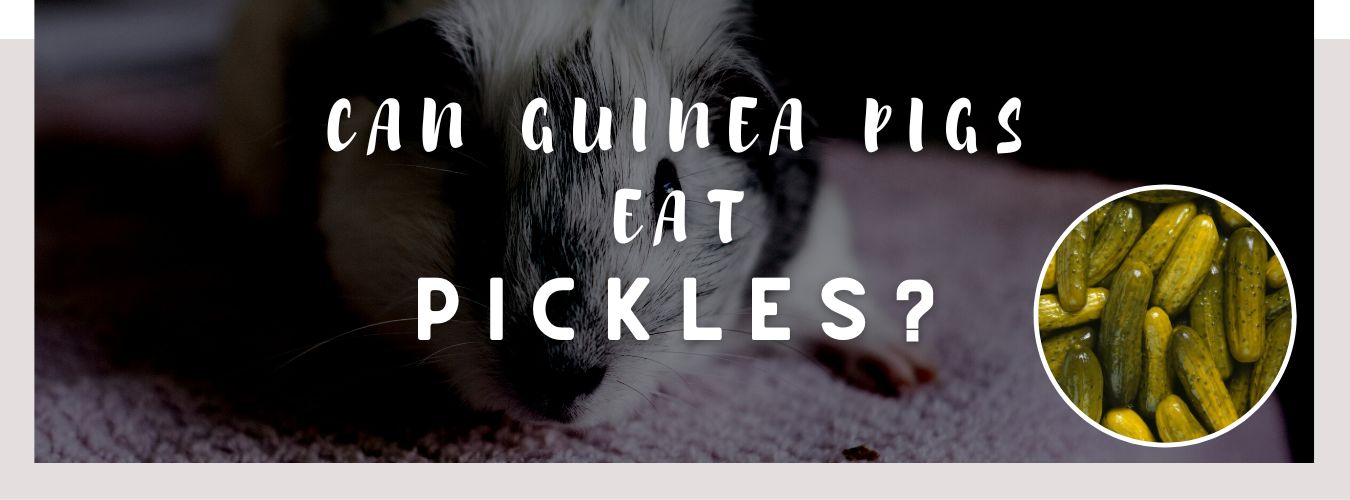 can guinea pigs eat pickles