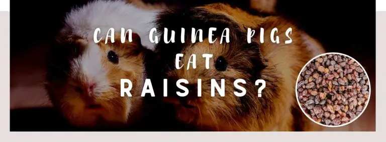 can guinea pigs eat raisins