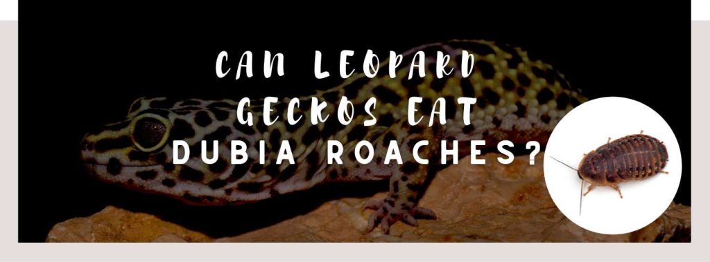 View of ᐅ Can Leopard Geckos Eat Dubia Roaches? | Toxic or Healthy