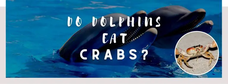 do dolphins eat crabs