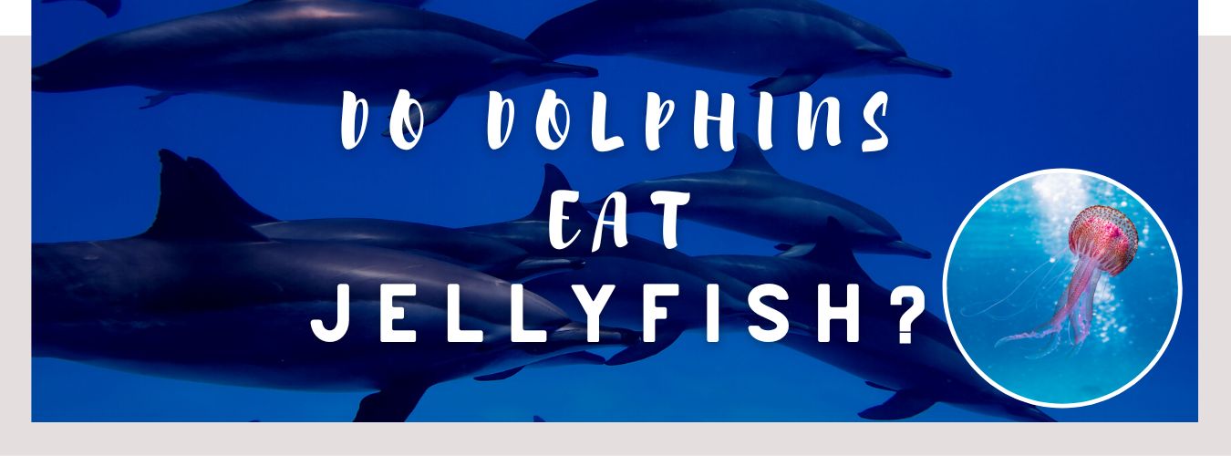 do dolphins eat jellyfish