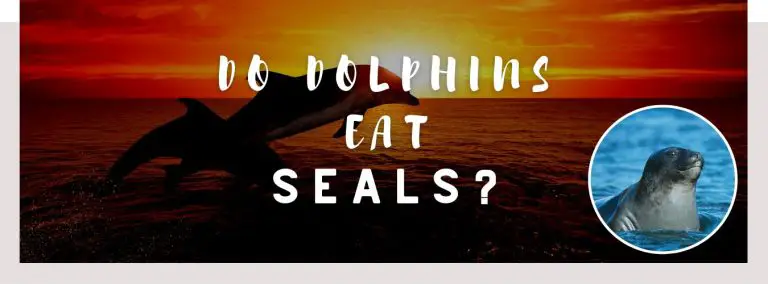 do dolphins eat seals