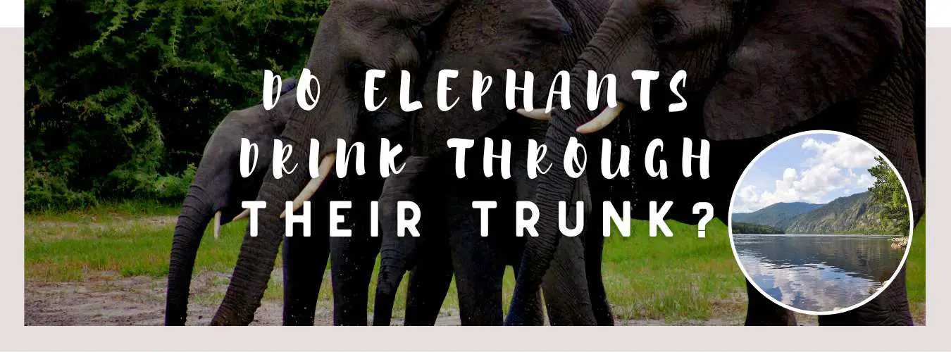 do elephants drink through their trunk