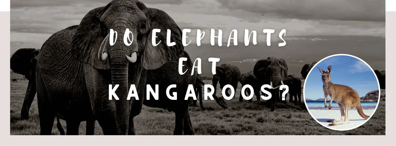 do elephants eat kangaroos