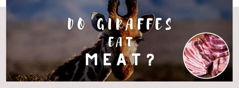 do giraffes eat meat
