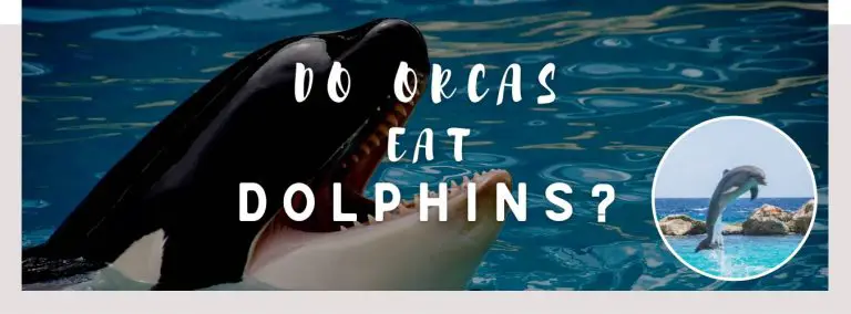 do orcas eat dolphins