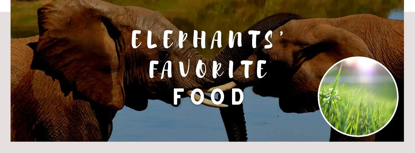 elephant favorite food