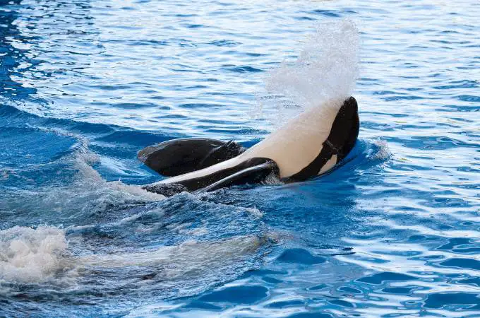 ᐅ Do Orcas Eat Dolphins? | Toxic or Healthy