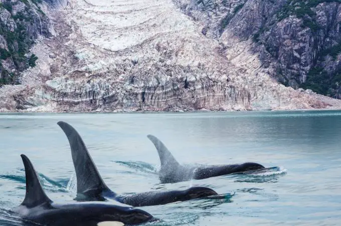 ᐅ Do Orcas Eat Dolphins? | Toxic or Healthy