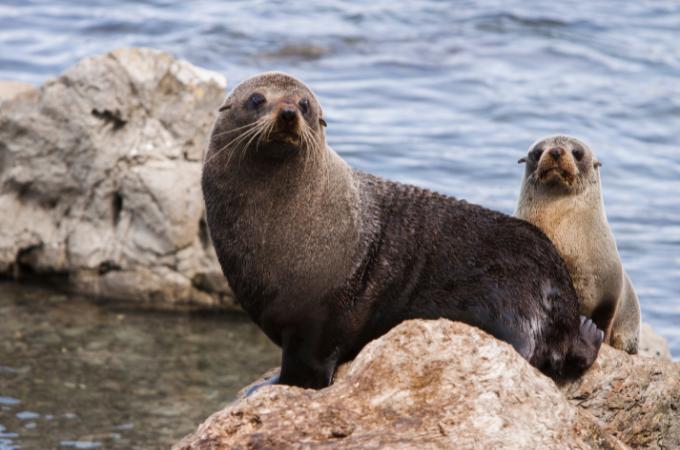 ᐅ Do Dolphins Eat Seals? | Toxic or Healthy