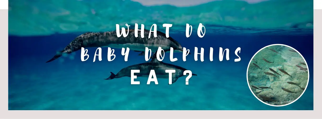 what do baby dolphins eat